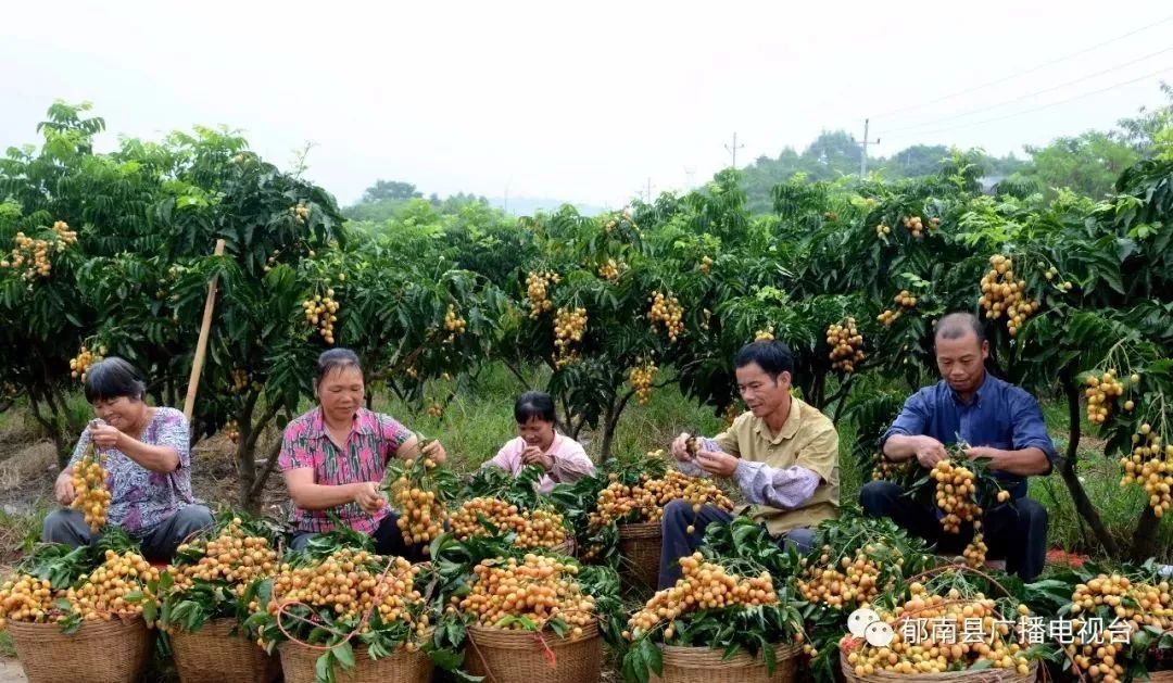 3年30亿扶持3000村!广东“一村一品、一镇一业”今年起这么干!