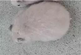 仓鼠种类大仓鼠,仓鼠的详细资料仓鼠的种类