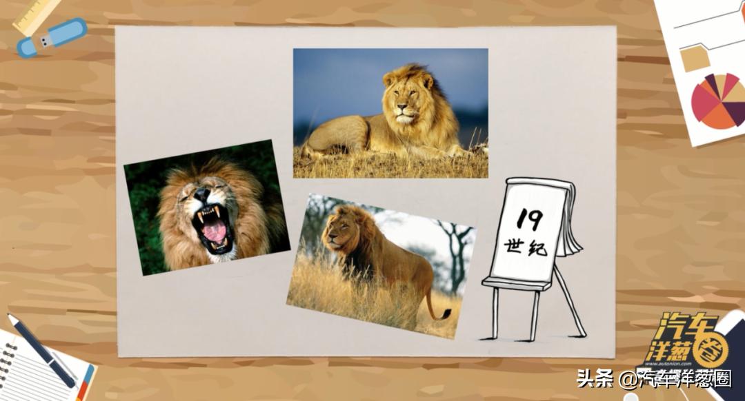 把狮子放在森林上会怎么样,把狮子放在笼子里会怎么样