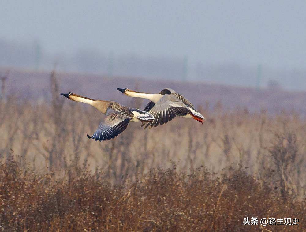 鸿雁传书来自哪个历史故事,忽必烈鸿雁传书是真的吗