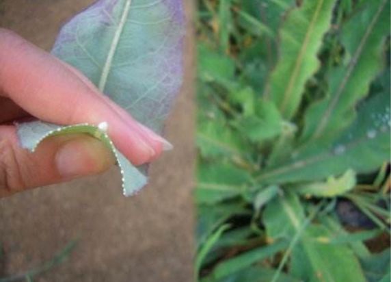 农村一捏就碎的植物,农村里一拉就出乳白色汁液的植物