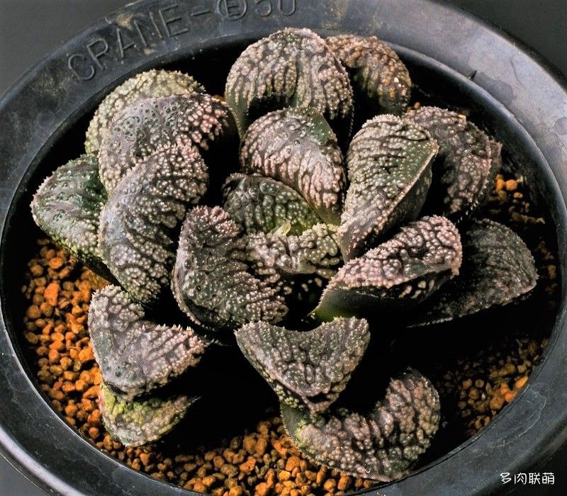 多肉玉露寿的品种图鉴,多肉植物欣赏