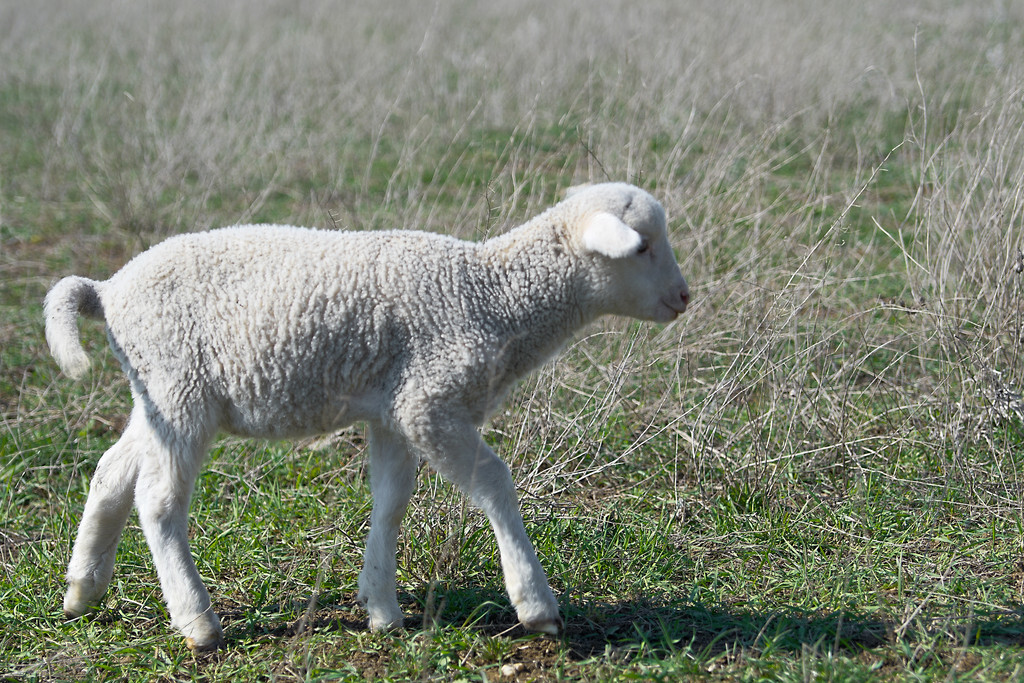 南通如海方言,怎样呼唤各种家养动物?