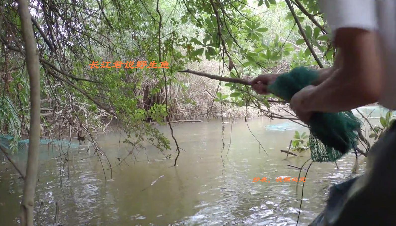 广州小水沟里的巴西龟泛滥,巴西龟泛滥成灾视频