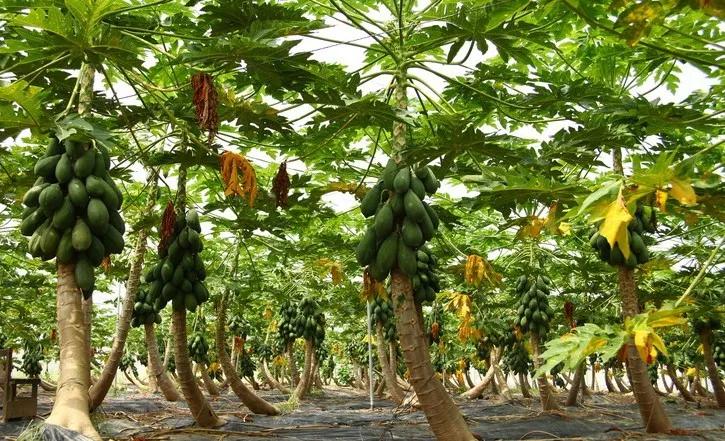 云南奶油红心木瓜,正宗爆甜云南红心木瓜