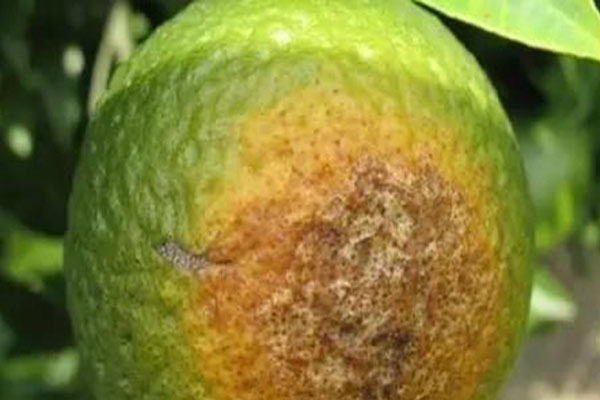 脐橙内裂果多是什么原因呢,脐橙裂果原因及预防措施图片