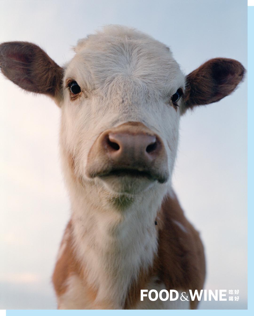 内蒙的马奶酒乳白色,内蒙古赤峰市马奶酒