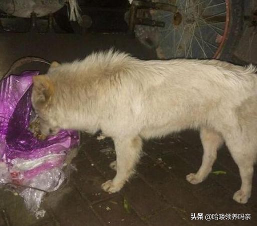 狗狗突然呕吐，背后的真相是什么？发现这几种情况，千万不能忽略