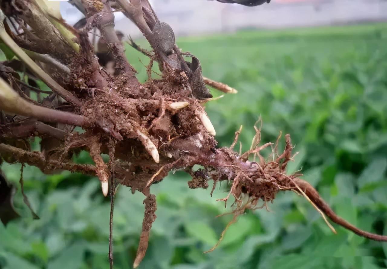 防治细菌真菌哪种杀菌剂最强,细菌跟真菌防治药剂