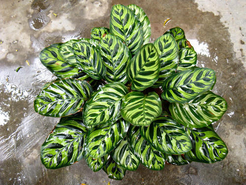 卫生间养这3种花轻松帮你除异味,适合放厕所吸异味的花草