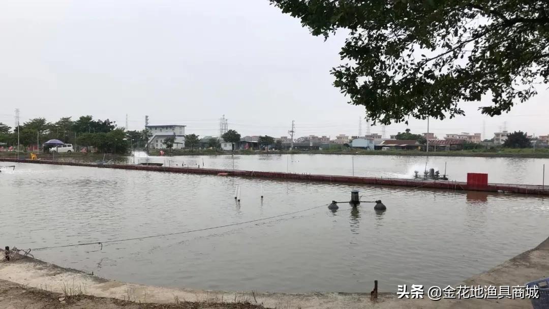 金花钓场,金花地钓鱼门票