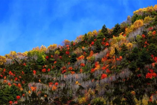 阿坝州红叶之旅,什么时候去阿坝州看秋景最佳