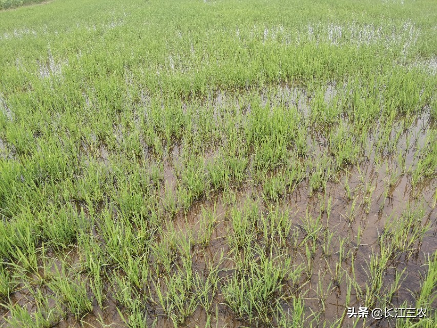 水稻整株发黄的原因及解决方法,水稻烂秧病最新消息