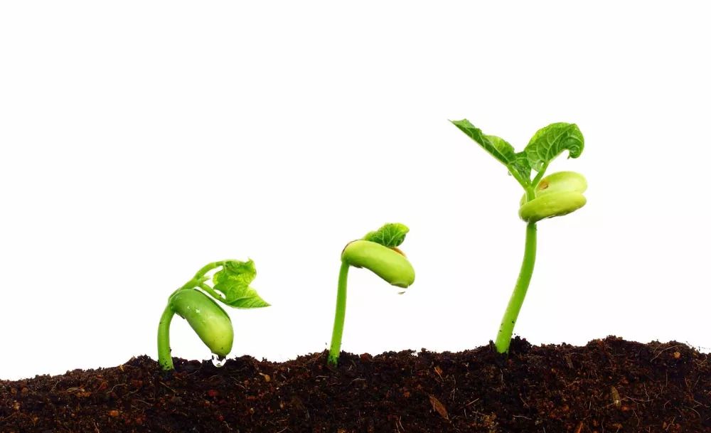 子宫内膜厚度0.8能来月经吗,子宫内膜厚度12是处于什么期