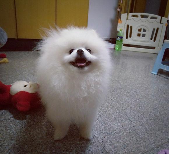 博美犬呕吐拉稀如何治疗,博美犬肠胃差经常呕吐拉稀怎么办