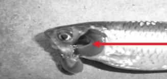 灯鱼鱼鳃病怎么治,鱼的鳃病如何治疗和预防