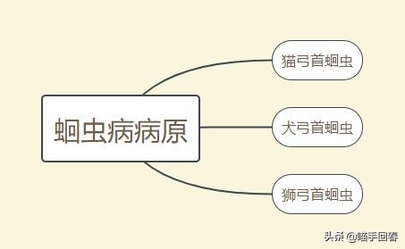 猫咪口渴、呕吐，除了肠胃问题，还有可能是得了蛔虫病
