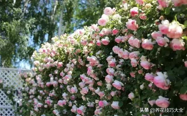 这十种爬藤花一开就是三年,3种极品爬藤花30天爬满庭院农村