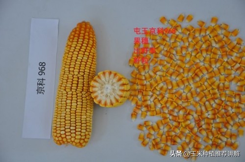 京科968青储玉米种子,京科968做青储饲料能出几吨