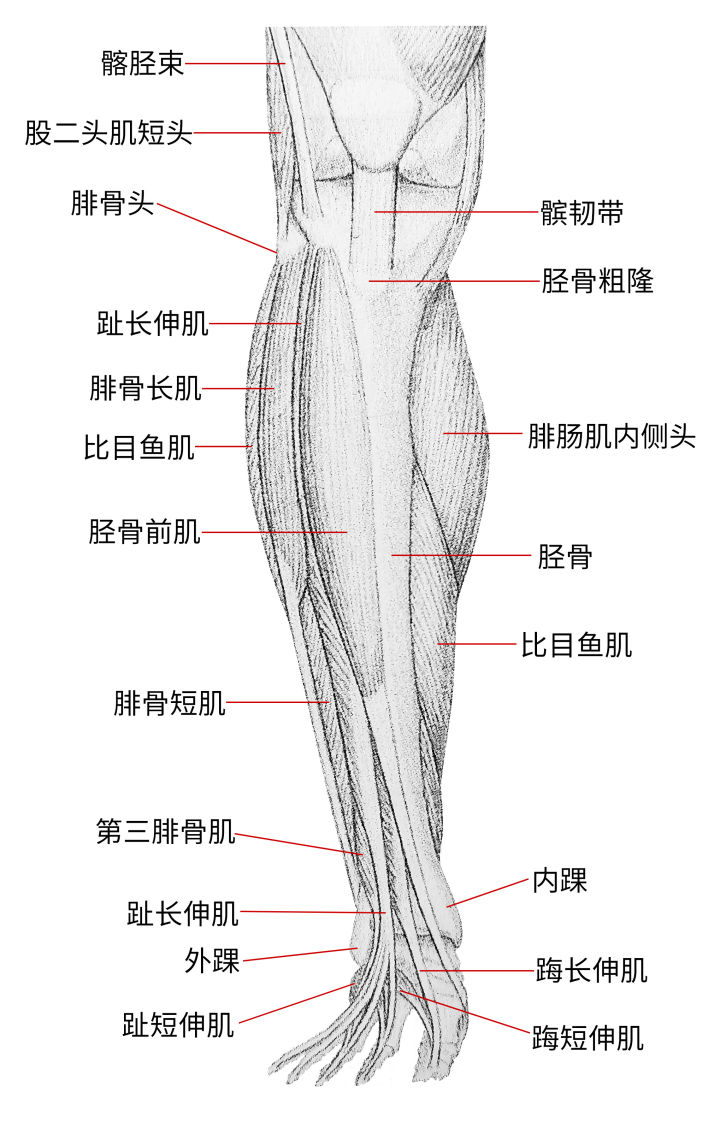 画人体结构怎么练习最有效,零基础学画人体结构
