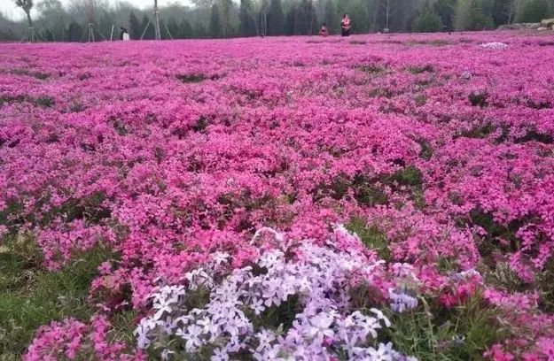 北京五环最美花海,附近免费景点踏青网红打卡地