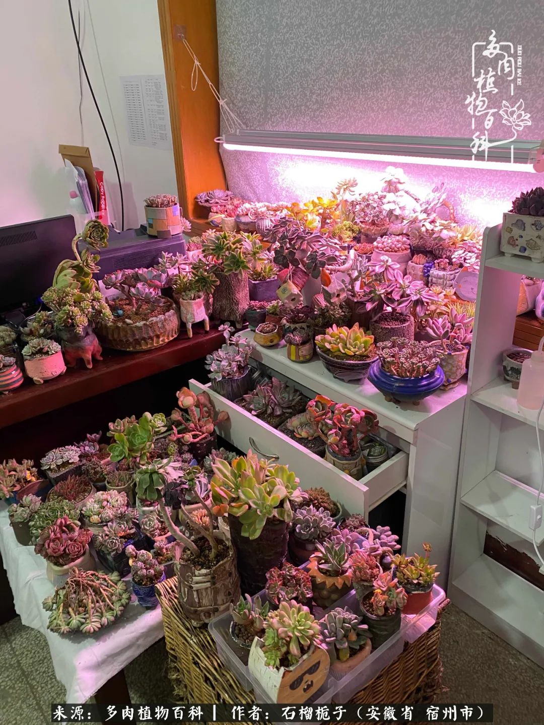 治愈系多肉：何以解忧，唯有多肉