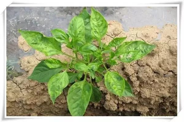 辣椒病害图谱大全大图,辣椒病害大全图片及防治方法