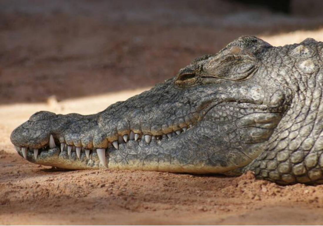 鳄类的养殖与利用,鳄鱼养殖需要注意什么