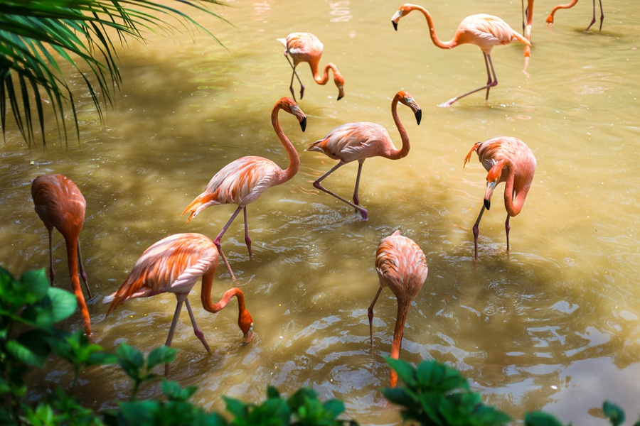 华侨城瀑布酒店房+餐+票，全部只要499！景区VIP通道免排队等你来