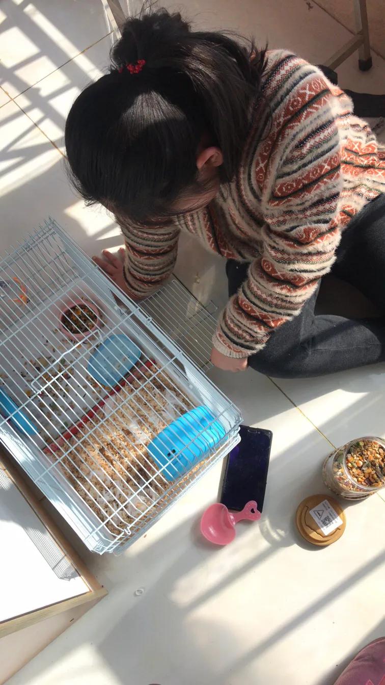 仓鼠越狱后怎样才能找到,仓鼠越狱三天还能找到吗