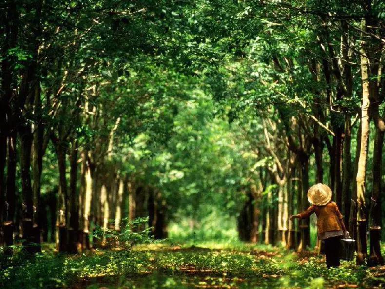 正宗泰国乳胶枕100%无异味,泰国乳胶枕乳胶含量93%是真的吗