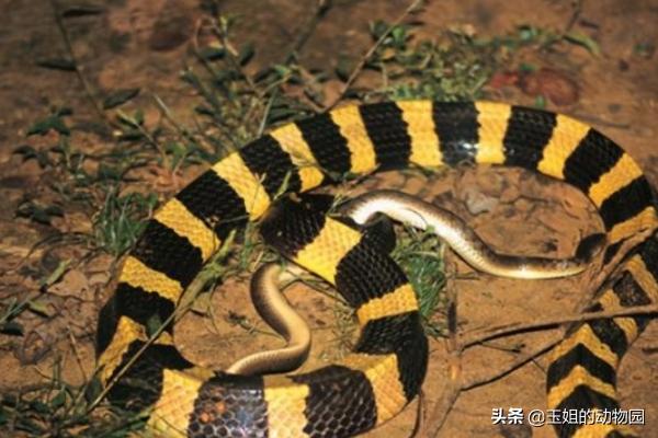 眼镜王蛇毒死大象,眼镜王蛇能毒死成年人吗