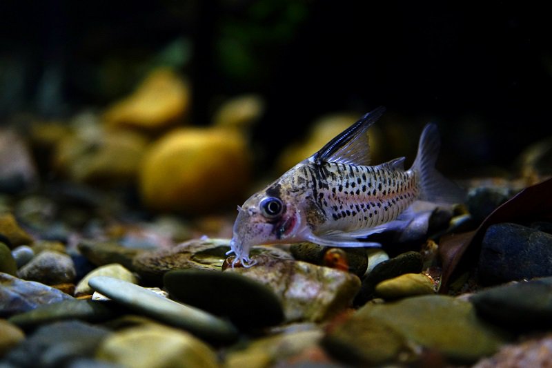 南美水族论坛推荐,南美水草造景论坛