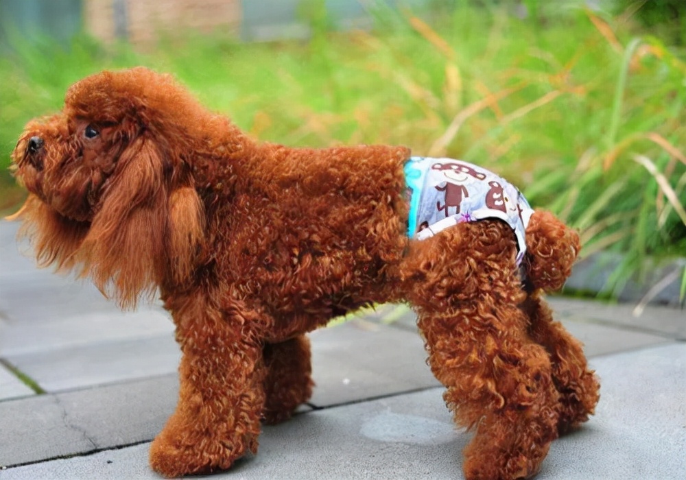 狗狗来大姨妈会难受么?应该怎么护理才能帮助狗狗度过这个时期?