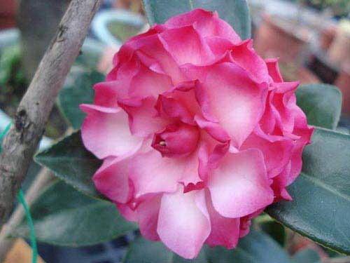 山茶花的简介资料小学生,山茶花的来历简介