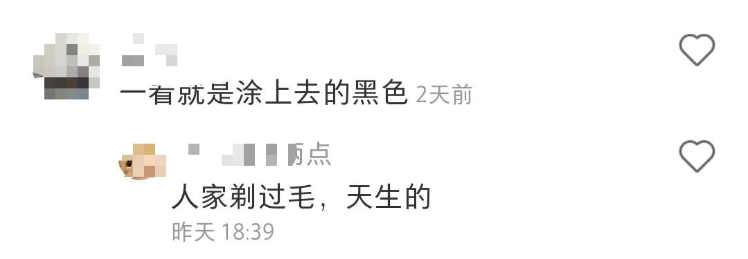 全球罕见足球猫冲上热搜，网友：指定染色！结果......哈哈哈哈