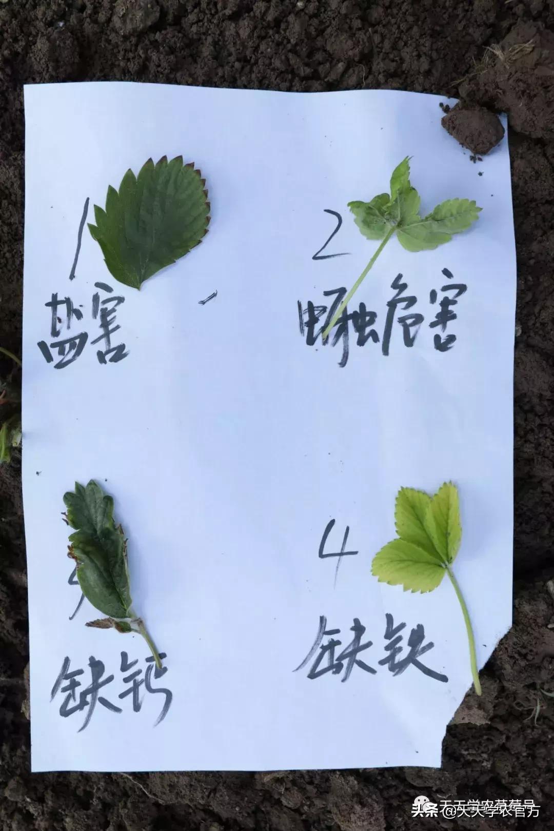 草莓育苗的基本原理及技术,草莓育苗最好的方式是什么