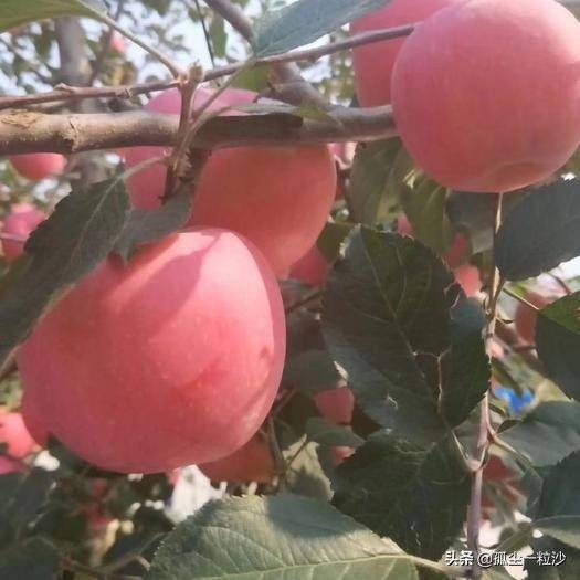 招远值得打卡的美食,山东烟台招远特色美食有哪些店