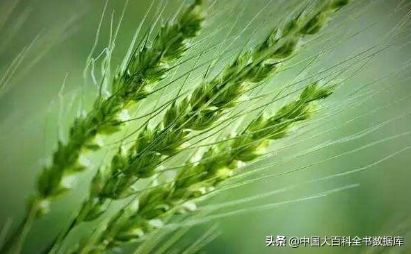 花朝麦秋小阳春来感受下各月雅称里的寒来暑往秋收冬藏