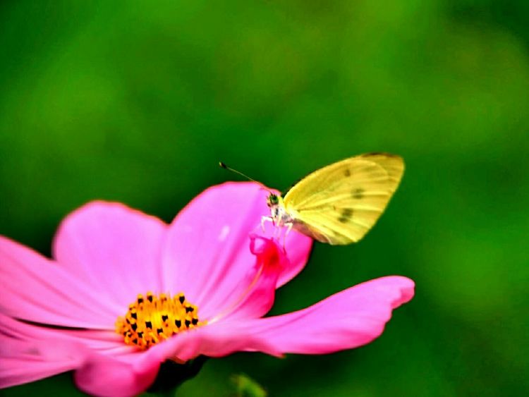 原创蝴蝶恋花,蝶恋花蝴蝶原唱