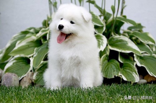 幼犬吃什么钙片比较好,养宠经验分享狗狗训练