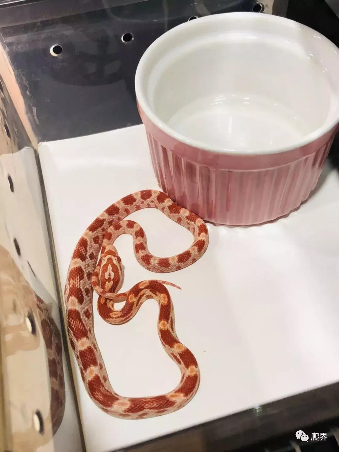 湛江爬宠店,深圳爬宠店在哪里