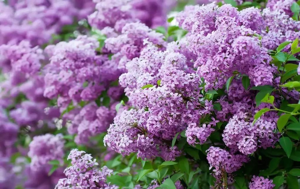 世界地图及各国国花,世界各国的国花完整版