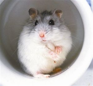 仓鼠怎么样才能让它装死,仓鼠进入装死状态怎么办