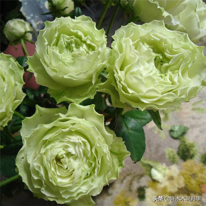 月季花苞突然垂头打蔫施肥过多,月季花苞突然垂头打蔫叶片发黄