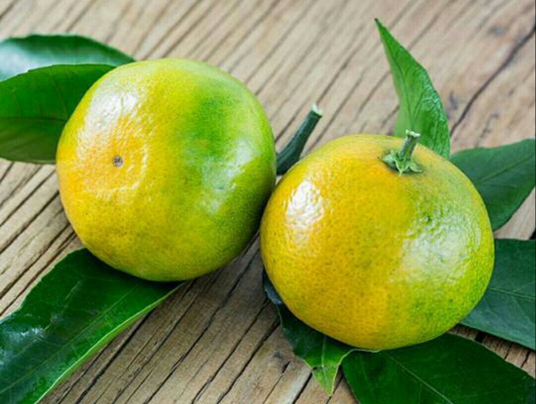 金桔树夏天落果怎么处理,金桔落叶干枝怎么补救