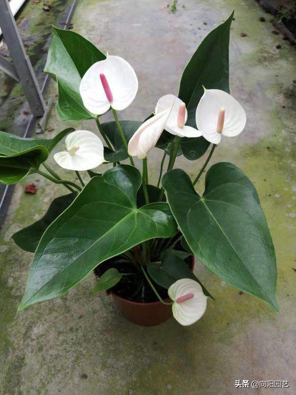 养花旺宅四种植物,十大最适合浇土的绿植