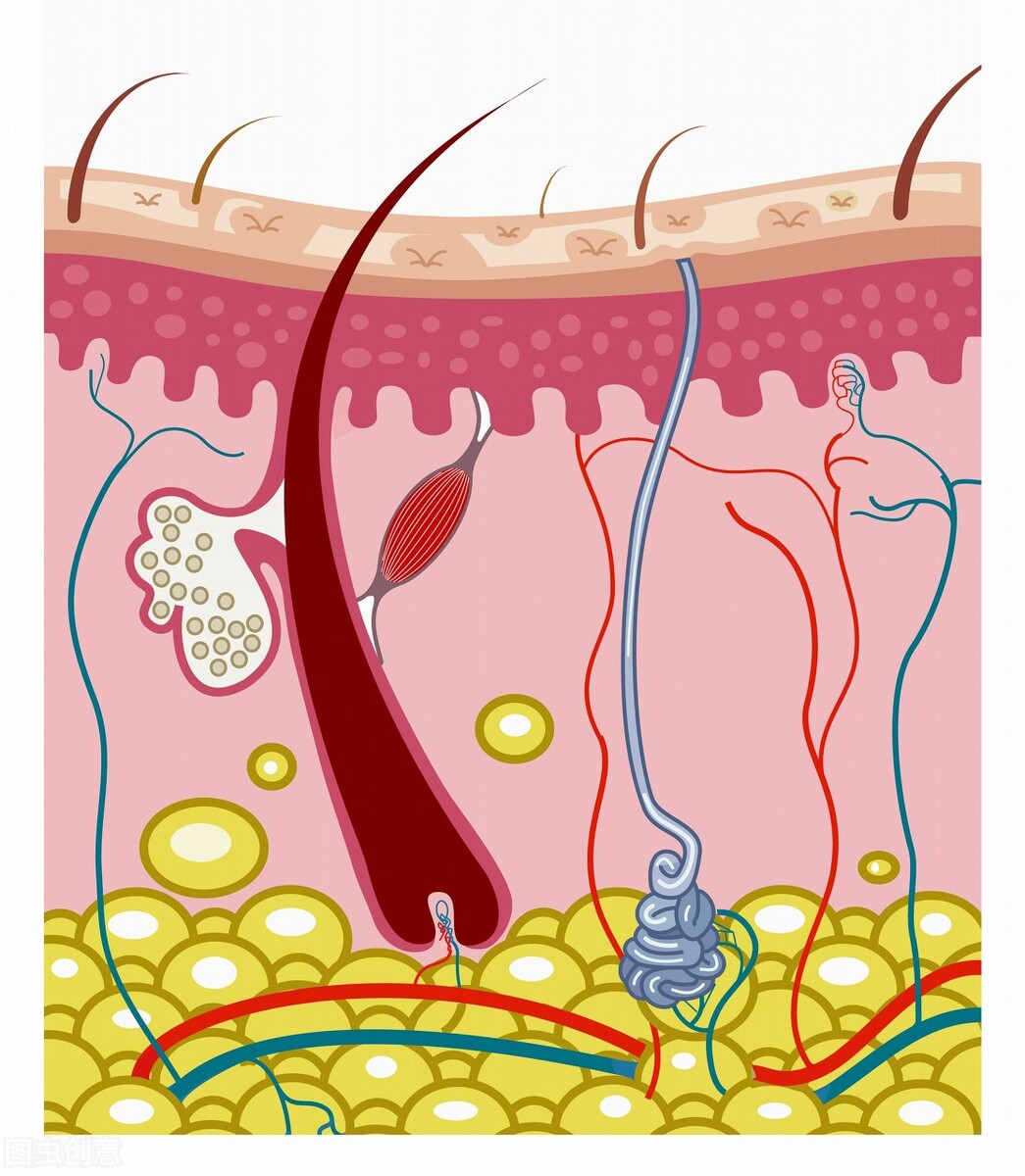 掉发有白色毛囊还会长头发吗,头发掉下来发根有白点是毛囊吗