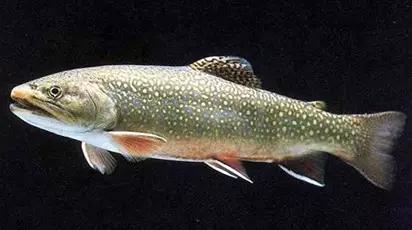 黑龙江五大名鱼,黑龙江最顶级的鱼