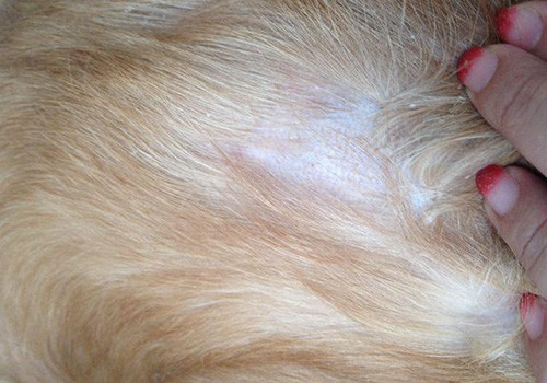 狗狗身上起红点掉毛发痒怎么办,养狗狗后皮肤痒是什么原因